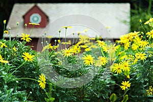 Garden with house background