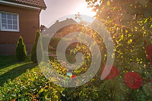 Garden and house, bush of roses in a backlight scene during sunset