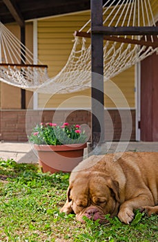 Garden house, hammock and sleeping dog