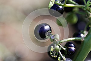 Garden Huckleberry Solanum melanocerasum