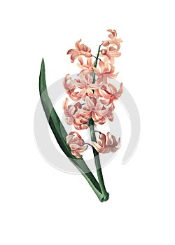 Garden hyacinth | Redoute Flower Illustrations