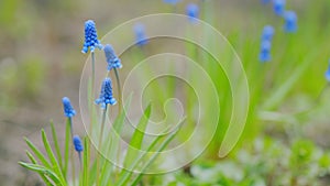 Garden hyacinths with beautiful shade of blue. Selective focus and green grass background. Slow motion.