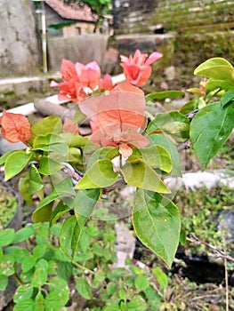 a garden hybrid of Bougainvillea glabra and Bougainvillea peruviana.