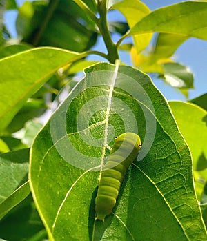 In the garden I saw leaf caterpillars heading for the youngest noni fruit leaves.