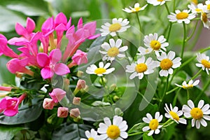 Garden idyll in the summer with daisies.