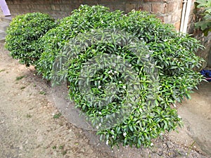 Garden image in white flower,Flower Planet,Background Blur, Selective Focus