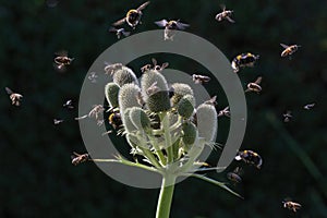 Garden Insect Diversity