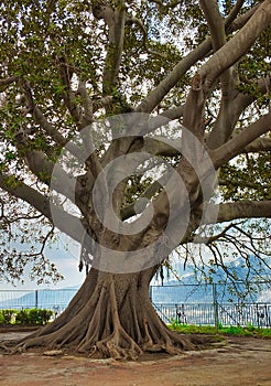 garden inside duome of monreale