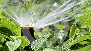Garden Irrigation Spray system watering flowerbed photo