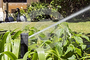 Garden Irrigation system sprinkler watering flowerbed and lawn.