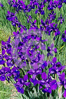 A garden of Japanese Iris bloom in the spring sunshine