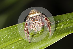 Garden Jumping Spider, Opisthoncus parcedentatus