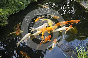 Garden Koi pond