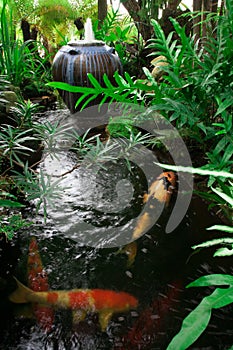 Garden with kois pond