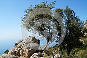 A garden ladder is leaning against a tree in a Turkish garden.