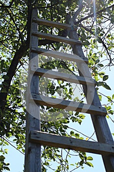 Garden ladder and tree