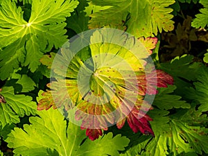 Garden lady\'s mantle, Alchemilla mollis, leaf in autumn colours