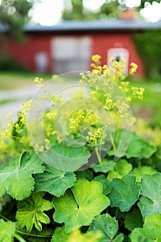 Garden lady`s-mantle in full blossom, summer day