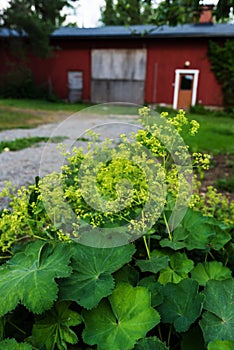 Garden lady`s-mantle in full blossom, summer day