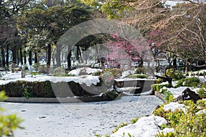 Garden with lake during cherry blossom in,Yokohama, Tokyo, Japan