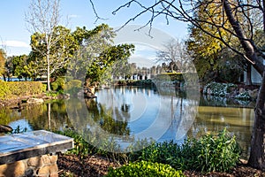 Garden lake pond surrounded by white flowers, small trees, reflections in water