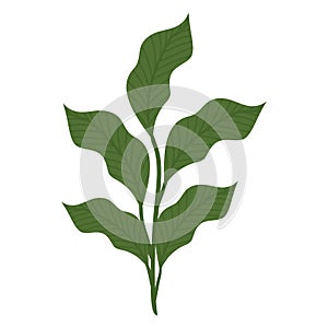 garden lanceolate leaves
