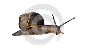 Garden Land Snail