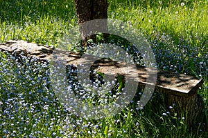 Garden landscape with light blue myosotis flowers in green grass