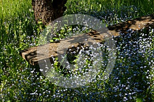 Garden landscape with light blue myosotis flowers in green grass