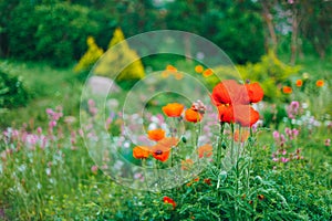 Garden Landscaping Design. Flower Bed, Green Trees