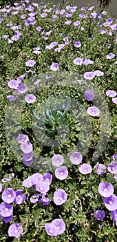 Garden and landscaping groundcover blooms