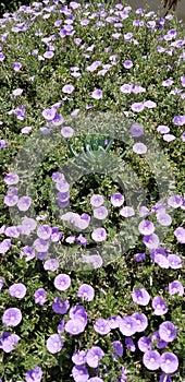 Garden and landscaping groundcover blooms