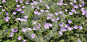 Garden and landscaping groundcover blooms