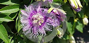 Garden and landscaping shrubs with blooms Passion Fruit Passiflora