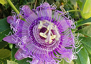 Garden and landscaping shrubs with blooms Passion Fruit Passiflora