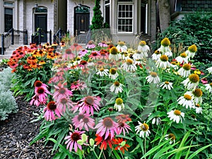 garden with large planting of coneflowers in various colors