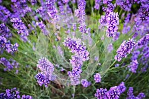 Garden lavender close up