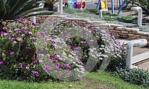 Garden with lawn and flowering bushes