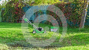 Garden lawn mower cutting grass on background of dark blue wooden fence lush covered ivy.