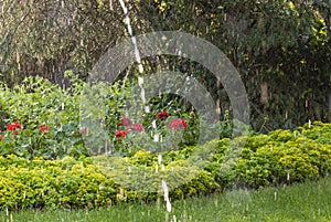 Garden lawn in spring rain