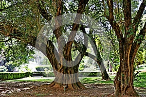 Garden with leafy trees providing shade. Grass and other vegetation.