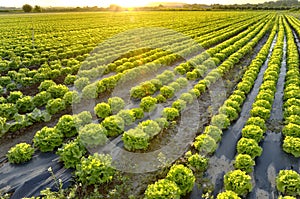 Garten aus salat 