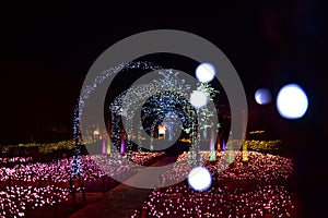 A garden light display at Nabana no Sato in Japan