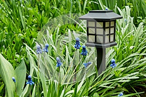 Garden light in the shape of a black box in green grass and blue flowers