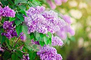 The garden lilac bush blooms in the spring. Closeup, selective focus