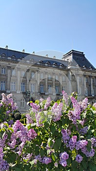 Garden with lilac flowers of Palais Royal , Bruxelles