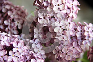 Garden lilac, selective focus. Syringa vulgaris. Common Lilac magic five petals will fulfill any desire.