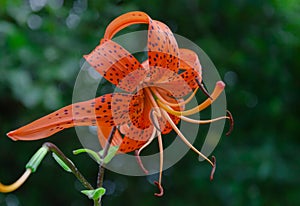 Garden lily with orange flower and green leaves in the garden