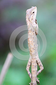 Garden lizard