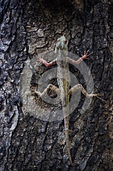 Garden lizard Or also known as Oriental Plant Lizard on the tree trunk